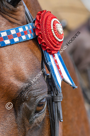 Royal Windsor Horse Show