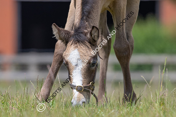 June 2022 ~MANDATORY Credit Elli Birch/Bootsandhooves- NO UNAUTHORISED USE - 07745909676