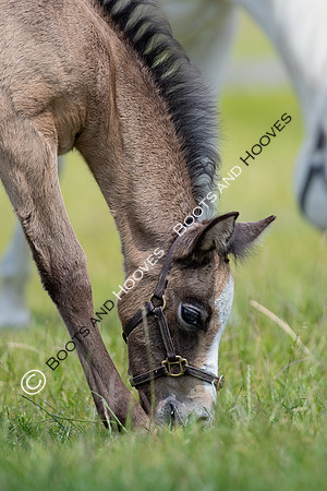 June 2022 ~MANDATORY Credit Elli Birch/Bootsandhooves- NO UNAUTHORISED USE - 07745909676
