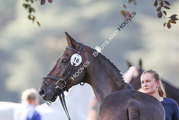 Blenheim Palace International Horse Trials