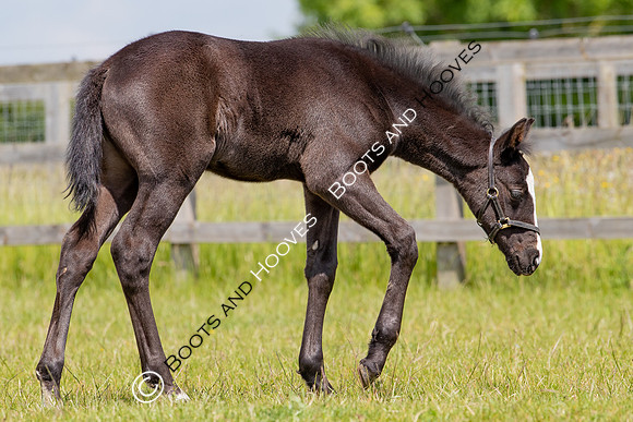 June 2022 ~MANDATORY Credit Elli Birch/Bootsandhooves- NO UNAUTHORISED USE - 07745909676
