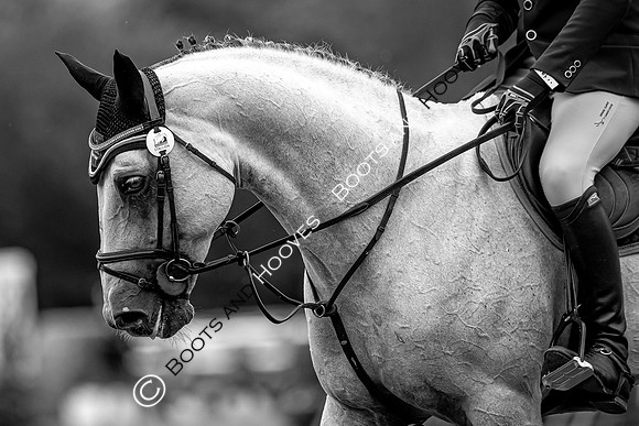 Showjumping