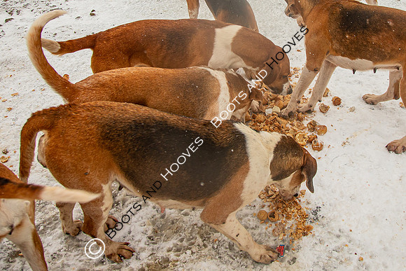 Hound Exercise