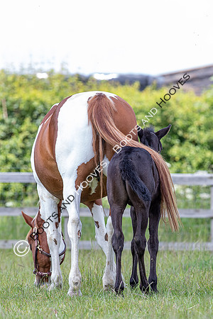 June 2022 ~MANDATORY Credit Elli Birch/Bootsandhooves- NO UNAUTHORISED USE - 07745909676