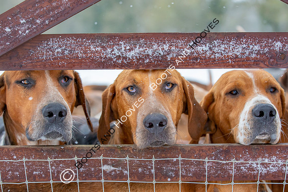 Hound Exercise
