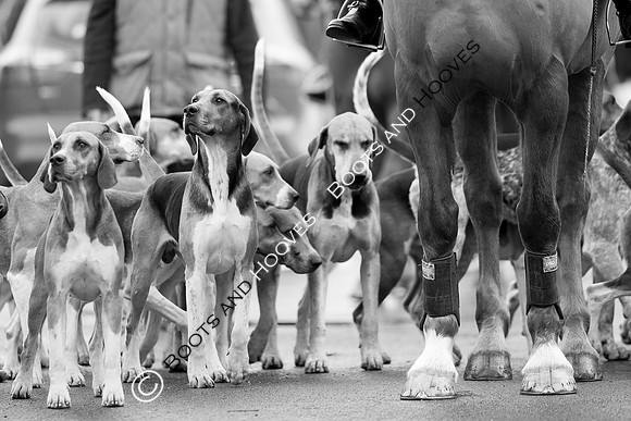 essex Hunt. Easton Harriers. Hunting. ~ MANDATORY Credit Elli Birch/Bootsandhooves - NO UNAUTHORISED USE - 07745 909676
