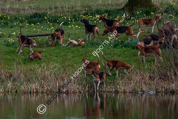 Hunting