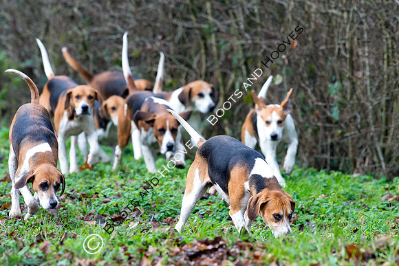Easton Harriers. Hunting. 23/01/2019 ~ MANDATORY Credit Elli Birch/Bootsandhooves - NO UNAUTHORISED USE - 07745 909676