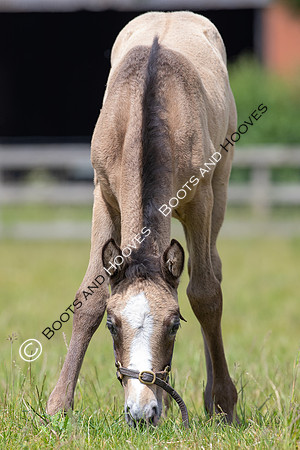 June 2022 ~MANDATORY Credit Elli Birch/Bootsandhooves- NO UNAUTHORISED USE - 07745909676