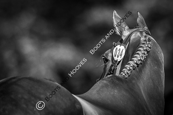 Blenheim Palace International Horse Trials