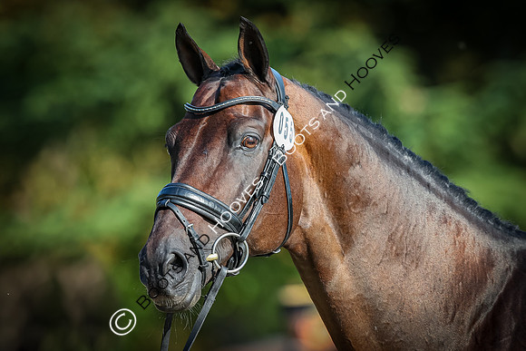 Blenheim Palace International Horse Trials
