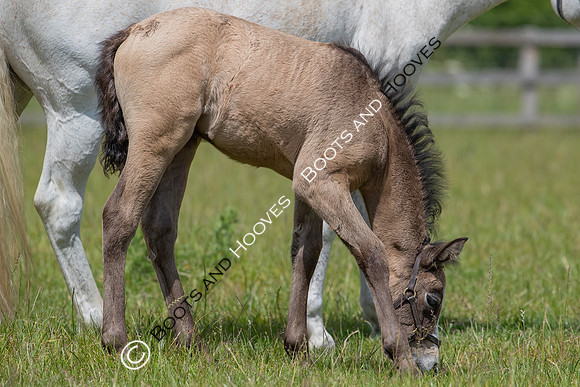 June 2022 ~MANDATORY Credit Elli Birch/Bootsandhooves- NO UNAUTHORISED USE - 07745909676