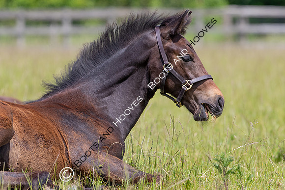 June 2022 ~MANDATORY Credit Elli Birch/Bootsandhooves- NO UNAUTHORISED USE - 07745909676