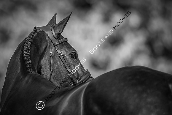 Blenheim Palace International Horse Trials