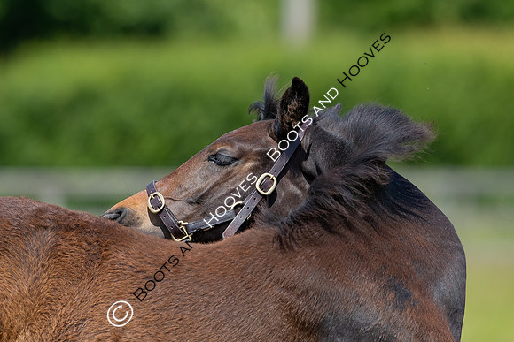 June 2022 ~MANDATORY Credit Elli Birch/Bootsandhooves- NO UNAUTHORISED USE - 07745909676