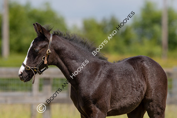 June 2022 ~MANDATORY Credit Elli Birch/Bootsandhooves- NO UNAUTHORISED USE - 07745909676