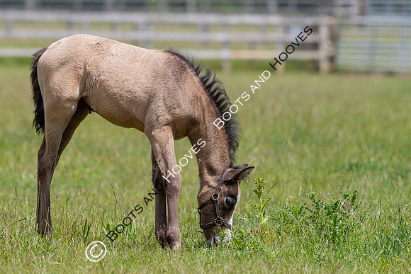June 2022 ~MANDATORY Credit Elli Birch/Bootsandhooves- NO UNAUTHORISED USE - 07745909676