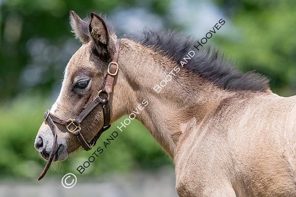 June 2022 ~MANDATORY Credit Elli Birch/Bootsandhooves- NO UNAUTHORISED USE - 07745909676