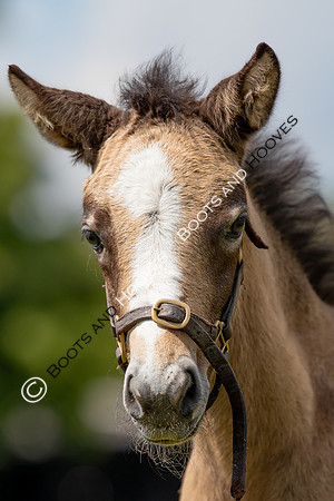 June 2022 ~MANDATORY Credit Elli Birch/Bootsandhooves- NO UNAUTHORISED USE - 07745909676
