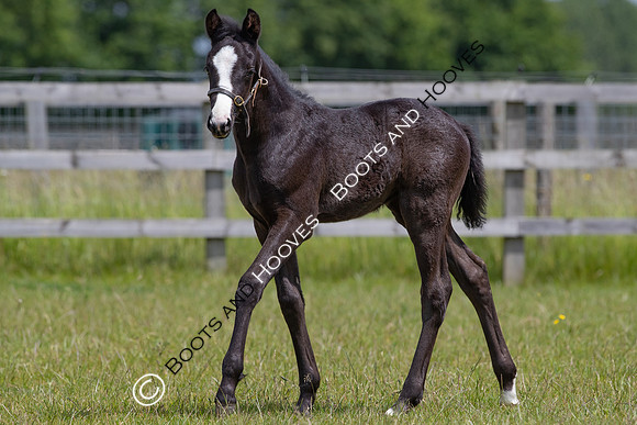 June 2022 ~MANDATORY Credit Elli Birch/Bootsandhooves- NO UNAUTHORISED USE - 07745909676