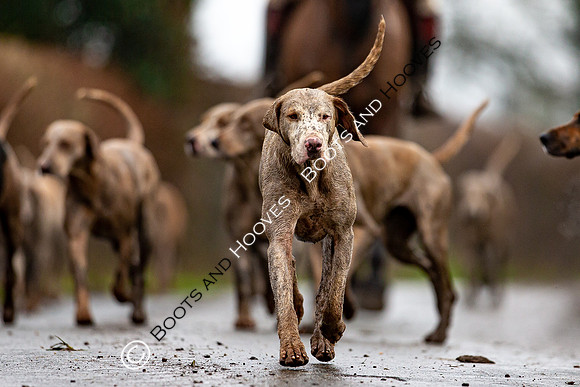 Hunting