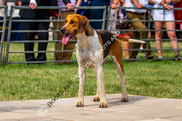 Festival of Hunting