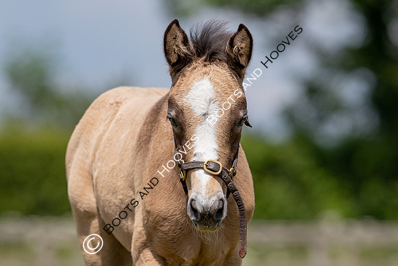 June 2022 ~MANDATORY Credit Elli Birch/Bootsandhooves- NO UNAUTHORISED USE - 07745909676