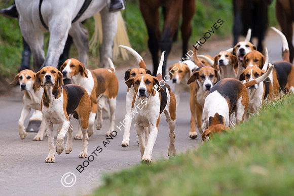 Hunting