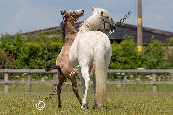 June 2022 ~MANDATORY Credit Elli Birch/Bootsandhooves- NO UNAUTHORISED USE - 07745909676