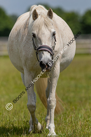 June 2022 ~MANDATORY Credit Elli Birch/Bootsandhooves- NO UNAUTHORISED USE - 07745909676