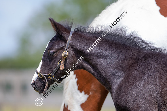 June 2022 ~MANDATORY Credit Elli Birch/Bootsandhooves- NO UNAUTHORISED USE - 07745909676