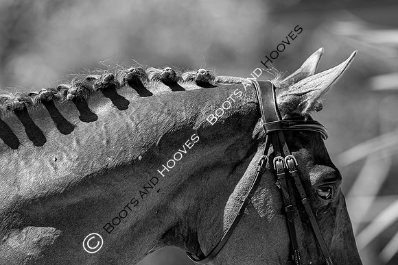 FEI Junior European Championship Young Riders, Juniors & Childre