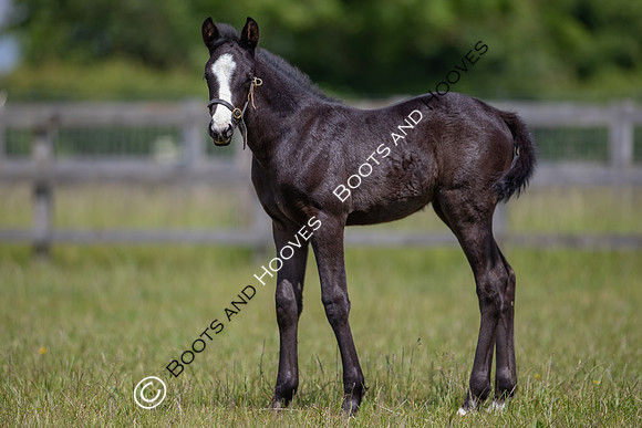June 2022 ~MANDATORY Credit Elli Birch/Bootsandhooves- NO UNAUTHORISED USE - 07745909676