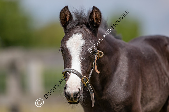 June 2022 ~MANDATORY Credit Elli Birch/Bootsandhooves- NO UNAUTHORISED USE - 07745909676