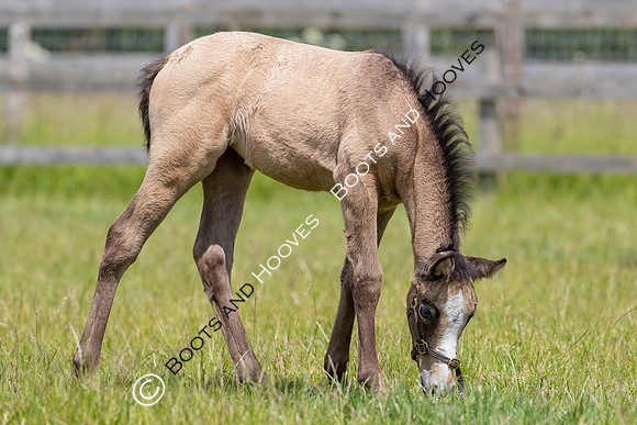 June 2022 ~MANDATORY Credit Elli Birch/Bootsandhooves- NO UNAUTHORISED USE - 07745909676