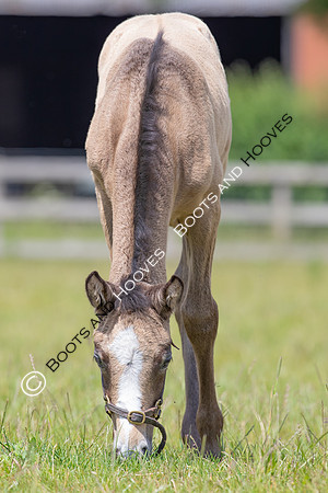 June 2022 ~MANDATORY Credit Elli Birch/Bootsandhooves- NO UNAUTHORISED USE - 07745909676