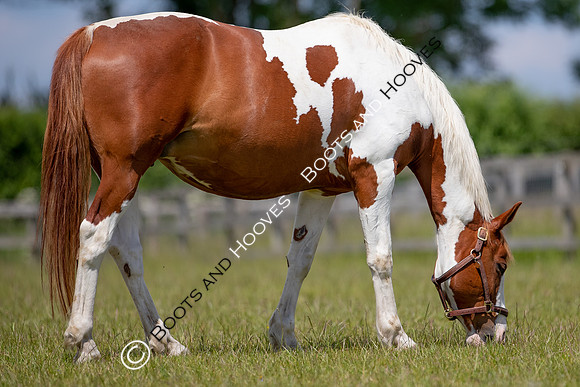 June 2022 ~MANDATORY Credit Elli Birch/Bootsandhooves- NO UNAUTHORISED USE - 07745909676