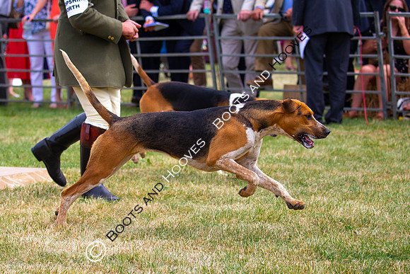 Festival of Hunting