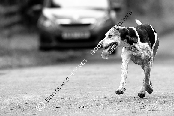 The Ledbury Hunt
