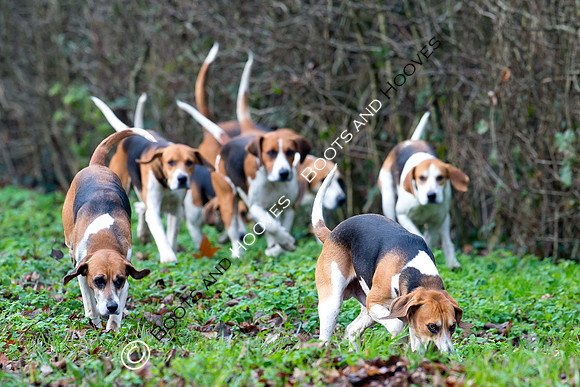 Easton Harriers. Hunting. 23/01/2019 ~ MANDATORY Credit Elli Birch/Bootsandhooves - NO UNAUTHORISED USE - 07745 909676