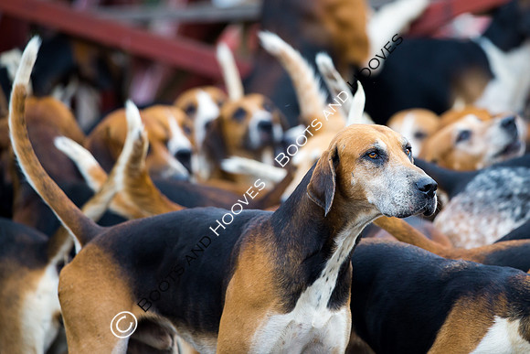 essex Hunt. Easton Harriers. Hunting. ~ MANDATORY Credit Elli Birch/Bootsandhooves - NO UNAUTHORISED USE - 07745 909676