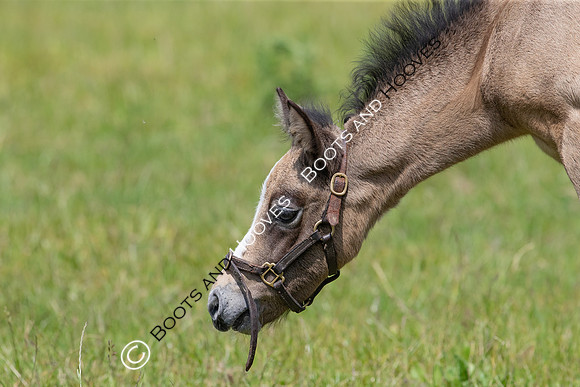 June 2022 ~MANDATORY Credit Elli Birch/Bootsandhooves- NO UNAUTHORISED USE - 07745909676