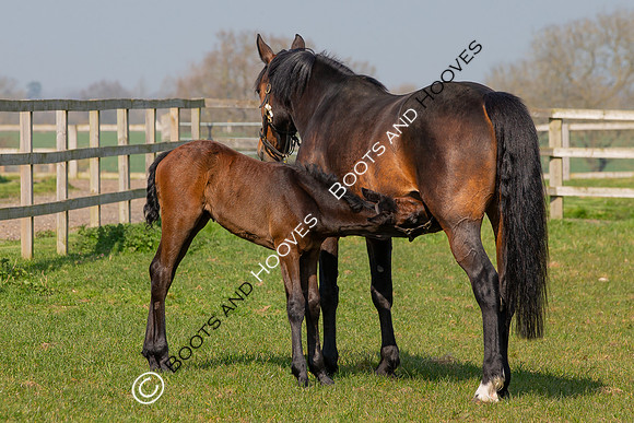 ~ MANDATORY Credit Elli Birch/Bootsandhooves- NO UNAUTHORISED USE - 07745909676
