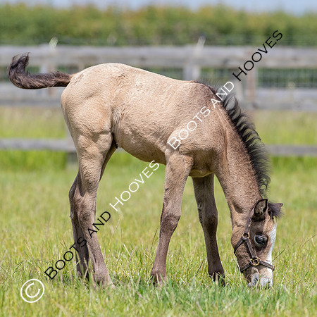 June 2022 ~MANDATORY Credit Elli Birch/Bootsandhooves- NO UNAUTHORISED USE - 07745909676