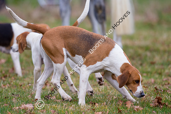 Hunting