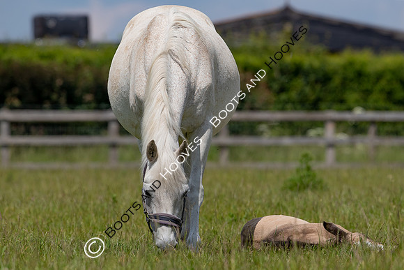 June 2022 ~MANDATORY Credit Elli Birch/Bootsandhooves- NO UNAUTHORISED USE - 07745909676