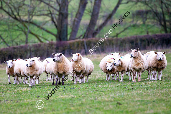 The Ledbury Hunt
