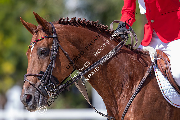 FEI Junior European Championship Young Riders, Juniors & Childre