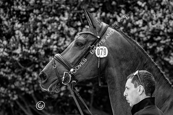 Badminton Horse Trials