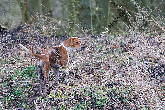Hunting